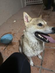 Found/Stray Male Dog last seen 43rd ave and Glendale, Glendale, AZ 85301