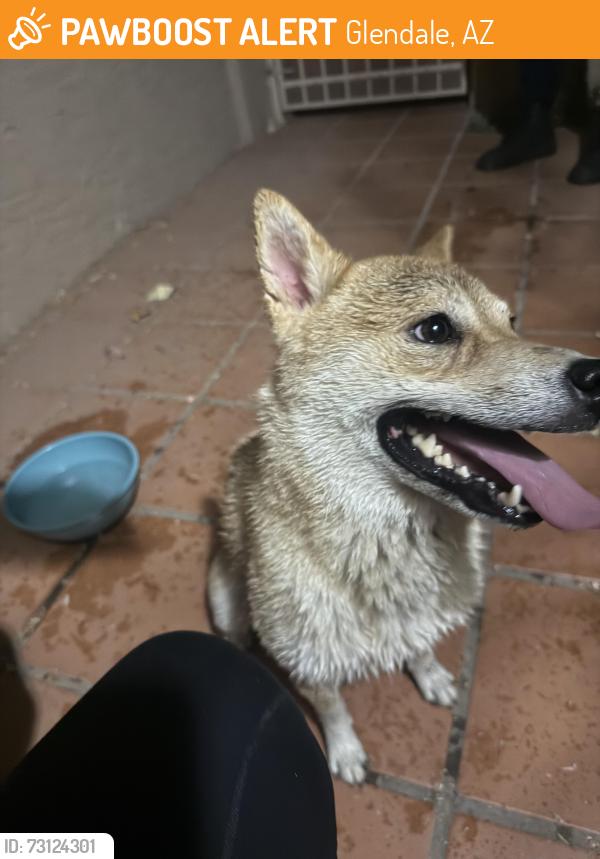 Found/Stray Male Dog last seen 43rd ave and Glendale, Glendale, AZ 85301