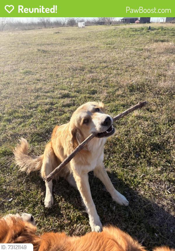 Reunited Male Dog last seen IH 34 & 2728, Terrell, TX 75161