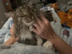 Reunited Male Cat last seen stonecrest neighborhood., Fayetteville, AR 72701