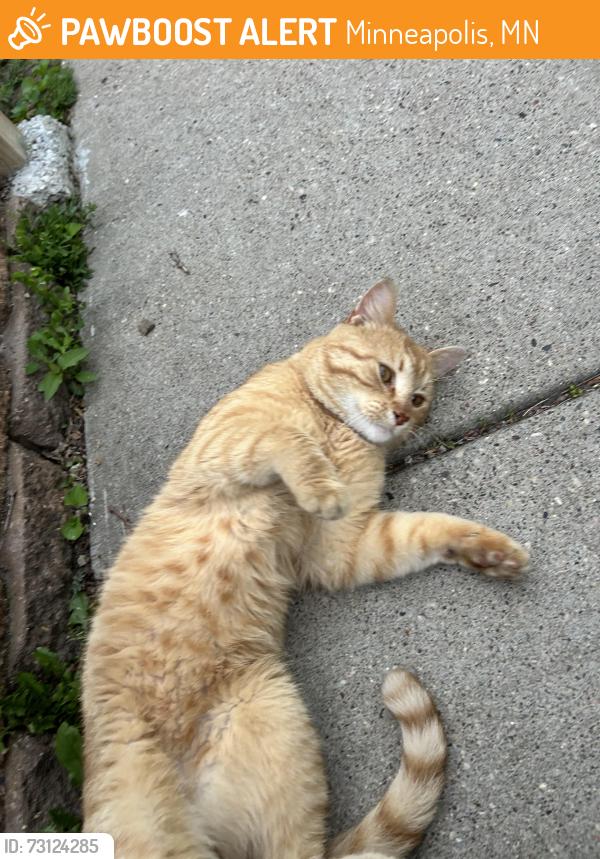 Found/Stray Male Cat last seen 33rd and harriet, Minneapolis, MN 55408