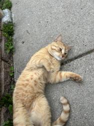Found/Stray Male Cat last seen 33rd and harriet, Minneapolis, MN 55408