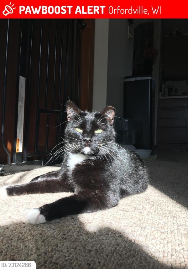 Lost Male Cat last seen Church and Center, near elementary school, Orfordville, WI 53576