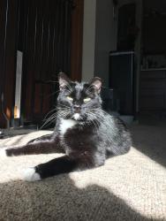 Lost Male Cat last seen Church and Center, near elementary school, Orfordville, WI 53576