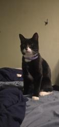 Reunited Unknown Cat last seen Farlin Ave, Green Bay, WI 54302