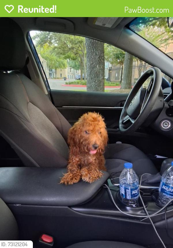 Reunited Female Dog last seen Near Woodland Park Dr, Houston, TX 77082, USA, Houston, TX 77082