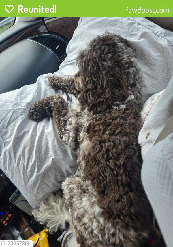 Reunited Female Dog last seen Hasty School Road, Thomasville, NC 27360