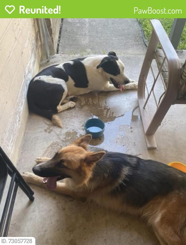 Reunited Male Dog last seen Woodland Hills, San Antonio, TX 78249