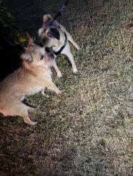 Found/Stray Male Dog last seen Robin Hood St., Stockton, CA 95207