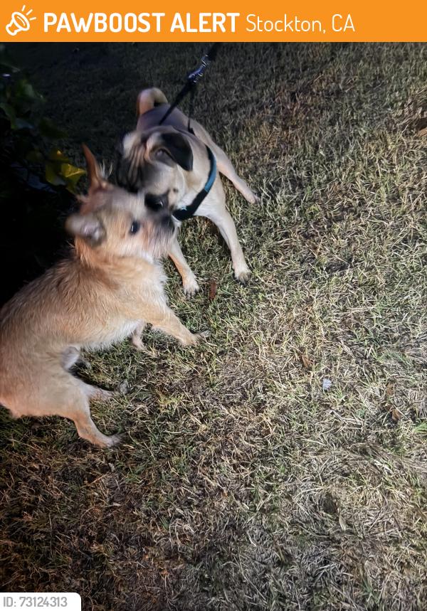 Found/Stray Male Dog last seen Robin Hood St., Stockton, CA 95207