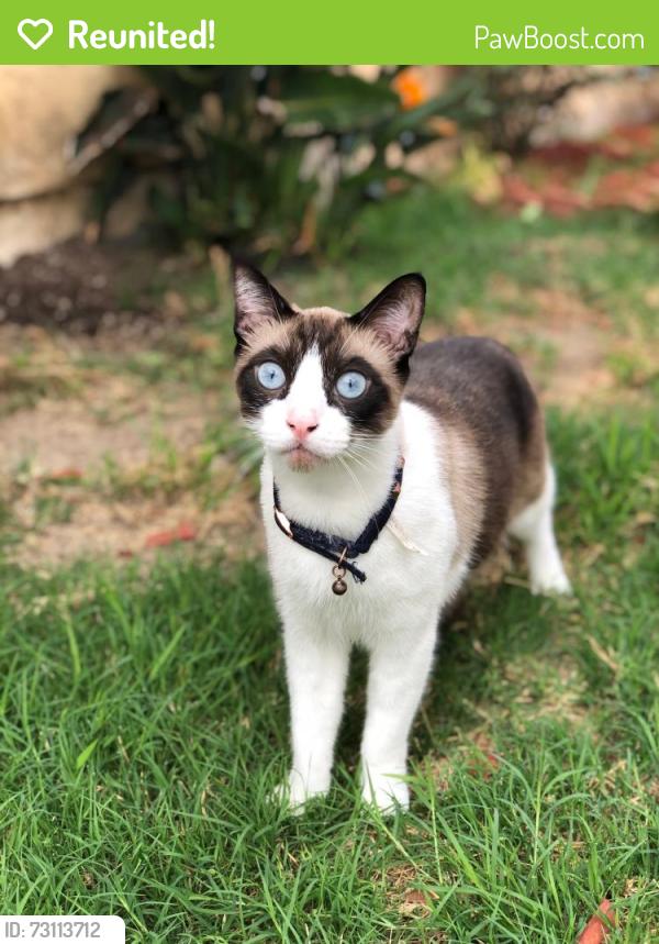 Reunited Male Cat last seen Carissa dr, Oceanside, CA 92057