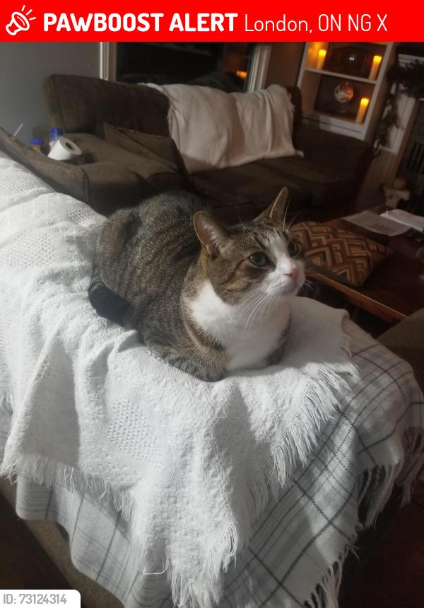 Lost Male Cat last seen Aldersbrook and sarnia rd, London, ON N6G 2X4