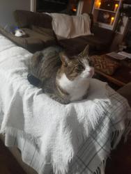 Lost Male Cat last seen Aldersbrook and sarnia rd, London, ON N6G 2X4