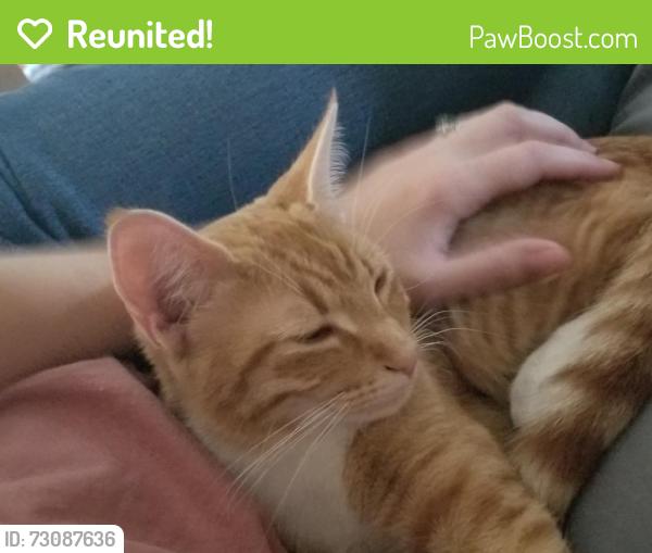 Reunited Female Cat last seen Waterloo and Kelly, Edmond, OK 73025