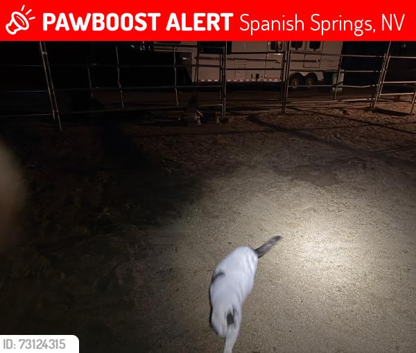 Lost Male Cat last seen Sunset Springs, Spanish Springs, NV 89441