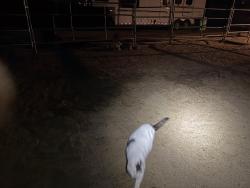 Lost Male Cat last seen Sunset Springs, Spanish Springs, NV 89441