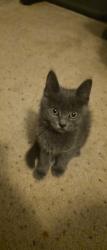Found/Stray Unknown Cat last seen OETA Parking Lot on Greenwood, Tulsa, OK 74120