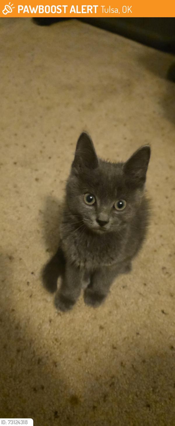 Found/Stray Unknown Cat last seen OETA Parking Lot on Greenwood, Tulsa, OK 74120