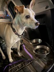 Reunited Unknown Dog last seen Unser and James Wall Road, Rio Rancho, NM 87144