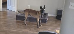 Reunited Male Dog last seen Near Foresteria Avenue, Wellington, FL 33414