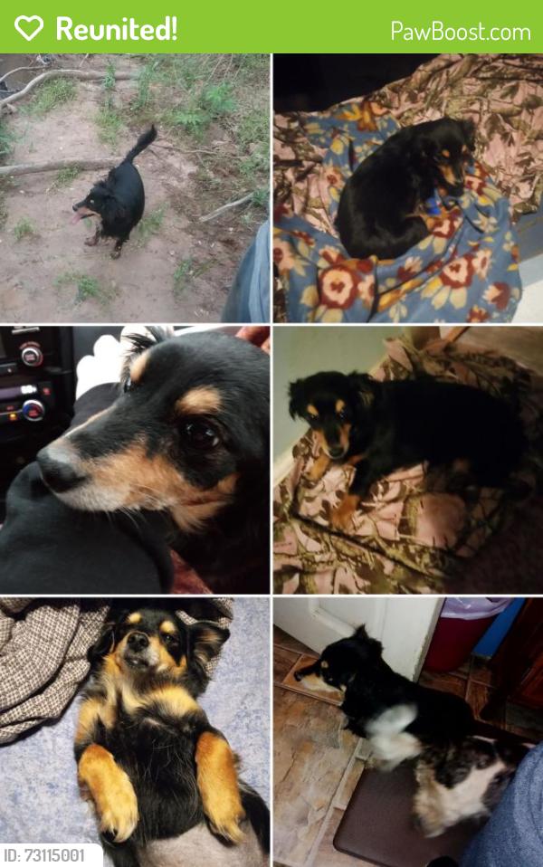 Reunited Female Dog last seen Step Inc., Rocky Mount, VA 24151