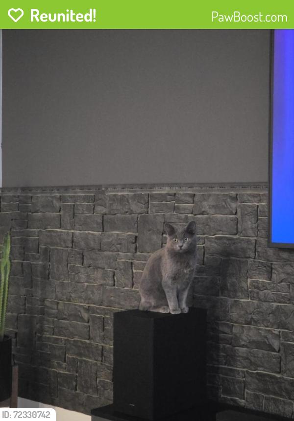 Reunited Female Cat last seen Little valley gateway, Magna, UT 84044