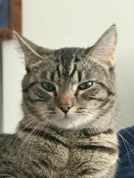 Lost Male Cat last seen Arizona / 20th, Santa Monica, CA 90404
