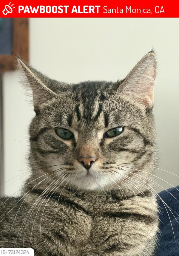 Lost Male Cat last seen Arizona / 20th, Santa Monica, CA 90404