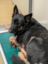 Shelter Stray Male Dog last seen Near Nyemii Pass, San Pasqual, CA, 92082, Escondido, CA 92027, USA