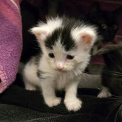 Shelter Stray Male Cat last seen Near Hegenberger Road, OAKLAND, CA, 94621, 8323 Baldwin St, Oakland, CA 94621, USA