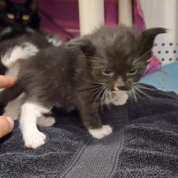 Shelter Stray Female Cat last seen Near Hegenberger Road, OAKLAND, CA, 94621, 8323 Baldwin St, Oakland, CA 94621, USA