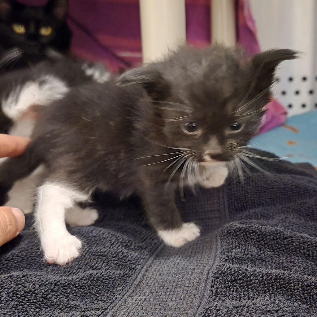 Shelter Stray Female Cat last seen Near Hegenberger Road, OAKLAND, CA, 94621, 8323 Baldwin St, Oakland, CA 94621, USA