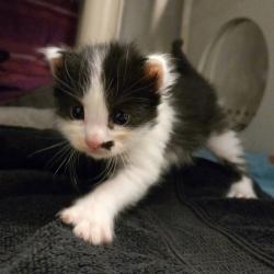 Shelter Stray Male Cat last seen Near Hegenberger Road, OAKLAND, CA, 94621, 8323 Baldwin St, Oakland, CA 94621, USA