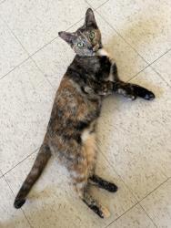 Reunited Female Cat last seen Near Est and Broadway, Chula Vista, CA 91910