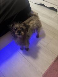 Found/Stray Male Dog last seen Austin Peay by McDonald’s, Memphis, TN 38128
