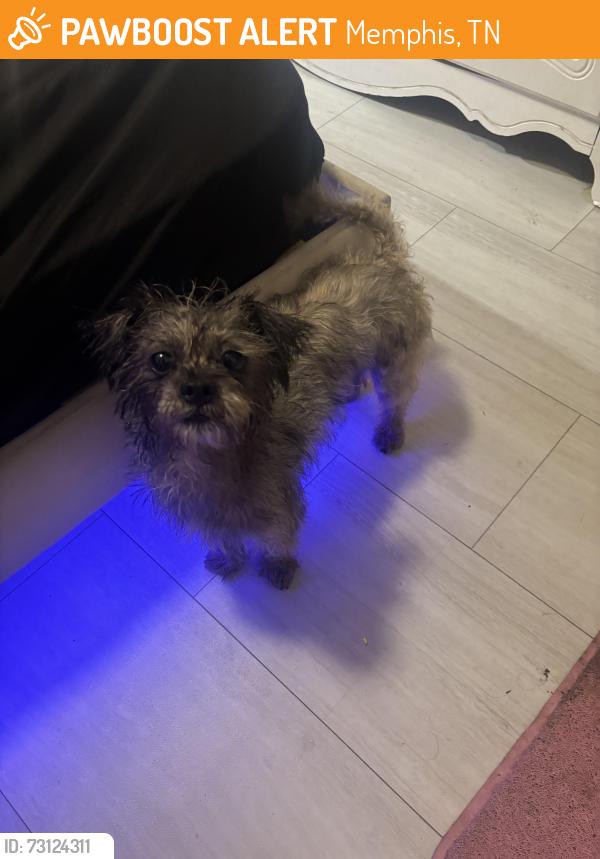 Found/Stray Male Dog last seen Austin Peay by McDonald’s, Memphis, TN 38128