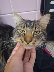 Lost Male Cat last seen Near keene rd & forest parkway, Largo, FL 33764