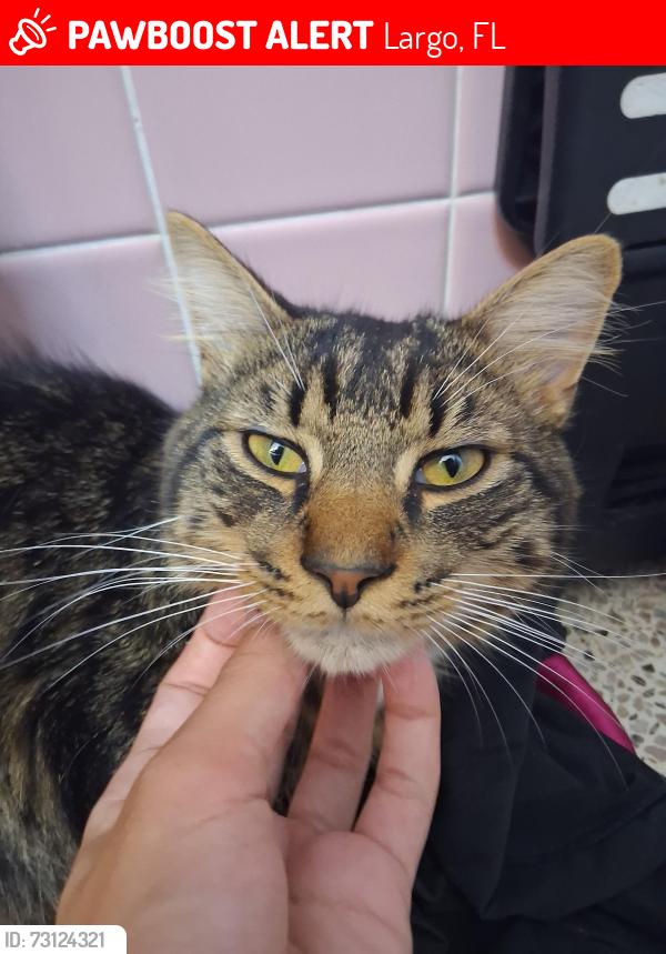 Lost Male Cat last seen Near keene rd & forest parkway, Largo, FL 33764