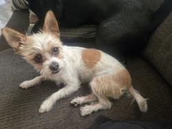 Reunited Female Dog last seen Howard st between 9th and 10th street, Corona, CA 92879