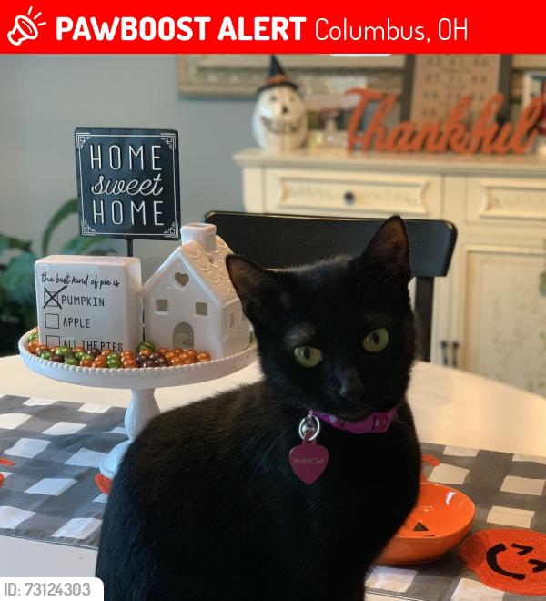 Lost Female Cat last seen Blythe Rd/ Shanley Dr/Mathiias Dr, Columbus, OH 43224