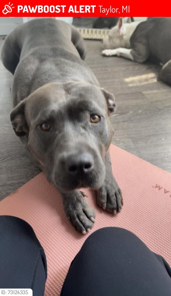 Lost Female Dog last seen Heritage Park, Taylor, MI 48180