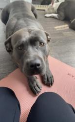 Lost Female Dog last seen Heritage Park, Taylor, MI 48180