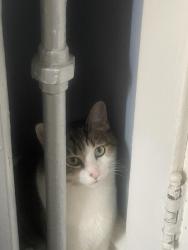 Reunited Female Cat last seen oak park ave, Oak Park, IL 60304