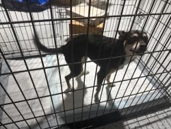 Reunited Unknown Dog last seen Century Dr, Campbell, CA 95008, USA, Campbell, CA 95008