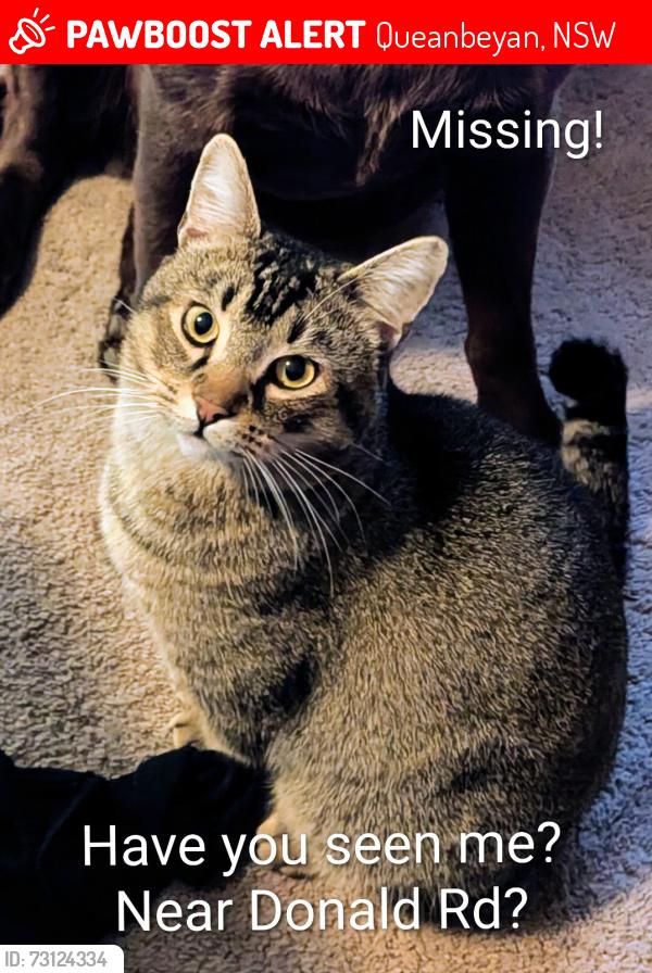 Lost Unknown Cat last seen Donald Rd Queanbeyan, Queanbeyan, NSW 2620