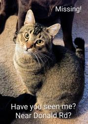 Lost Unknown Cat last seen Donald Rd Queanbeyan, Queanbeyan, NSW 2620