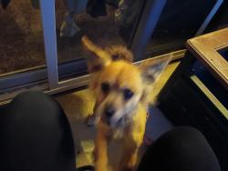 Found/Stray Male Dog last seen 320th and military, Federal Way, WA 98003