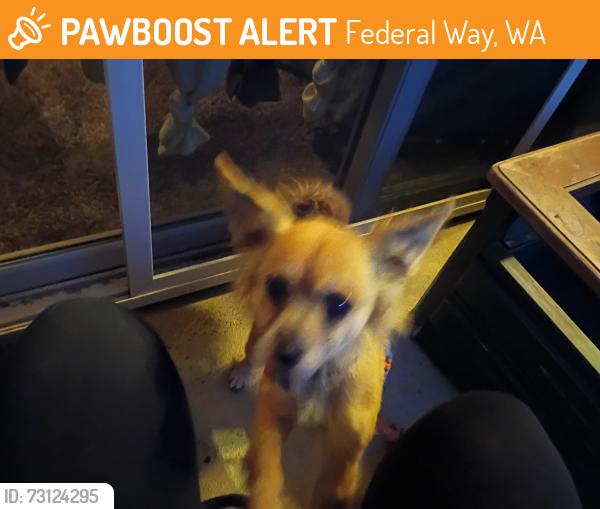 Found/Stray Male Dog last seen 320th and military, Federal Way, WA 98003