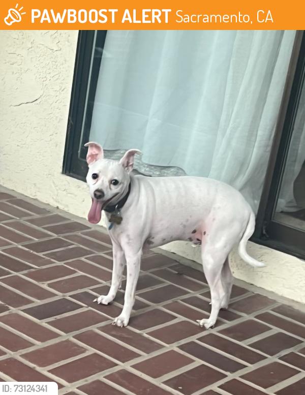 Found/Stray Male Dog last seen Gloria dr, Sacramento, CA 95831