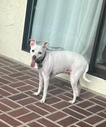 Found/Stray Male Dog last seen Gloria dr, Sacramento, CA 95831